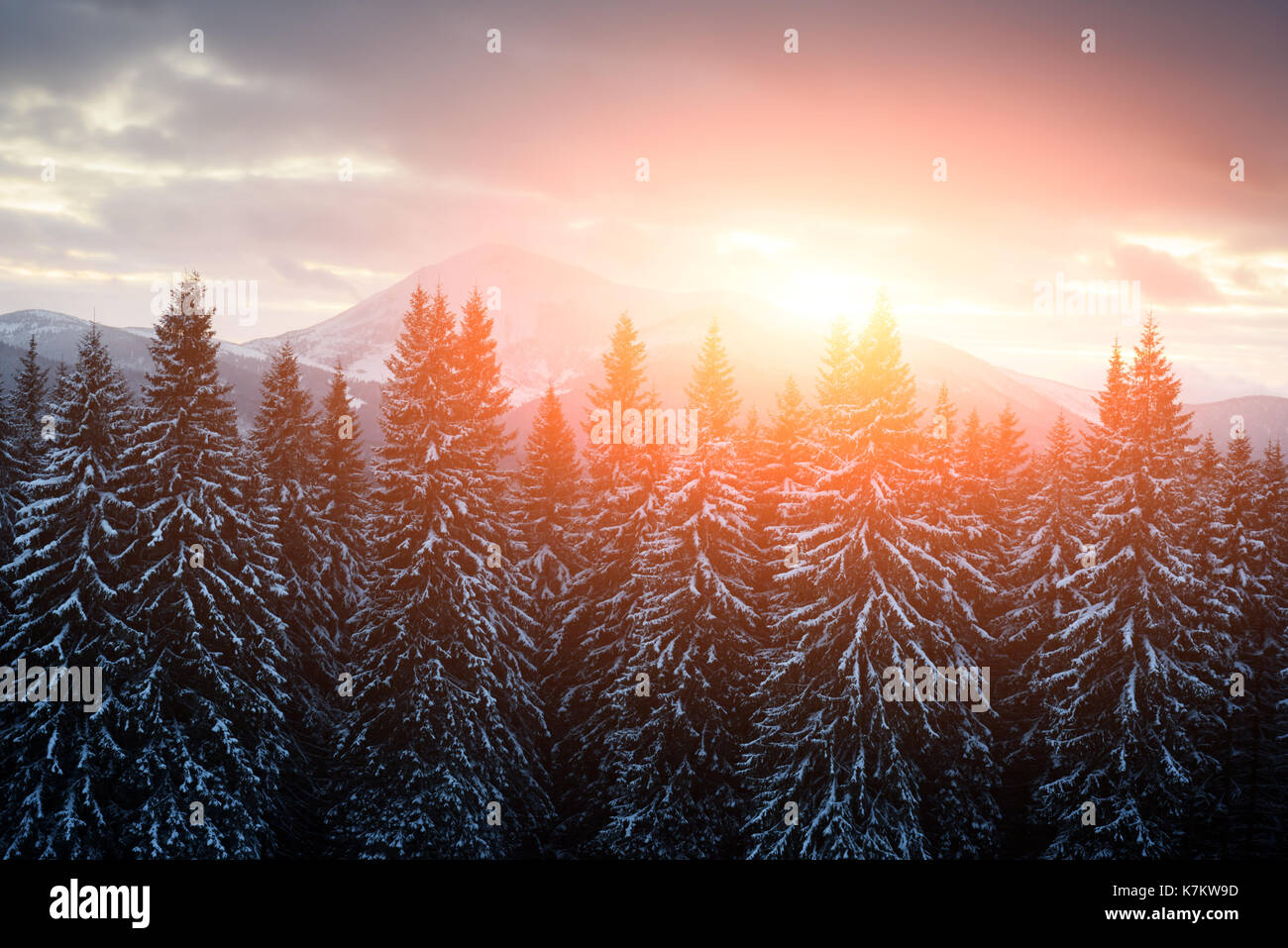 Fantástico paisaje con montañas nevadas y árboles. Cárpatos, Ucrania, Europa Foto de stock