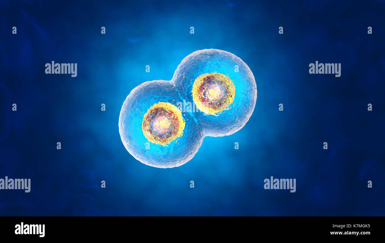 Ilustración 3D prestados de la mitosis y la replicación de una célula biológica genérica. Foto de stock