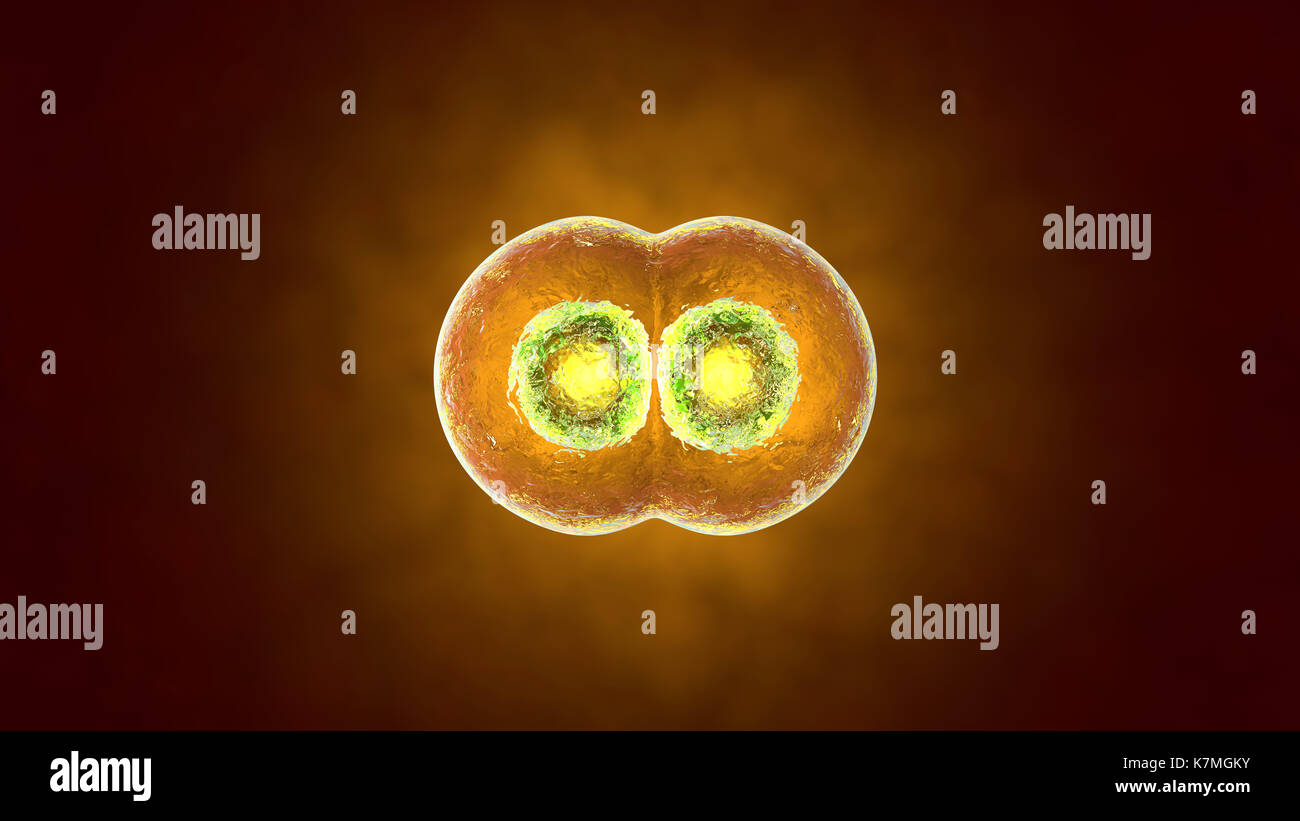 Ilustración 3D prestados de la mitosis y la replicación de una célula biológica genérica. Foto de stock
