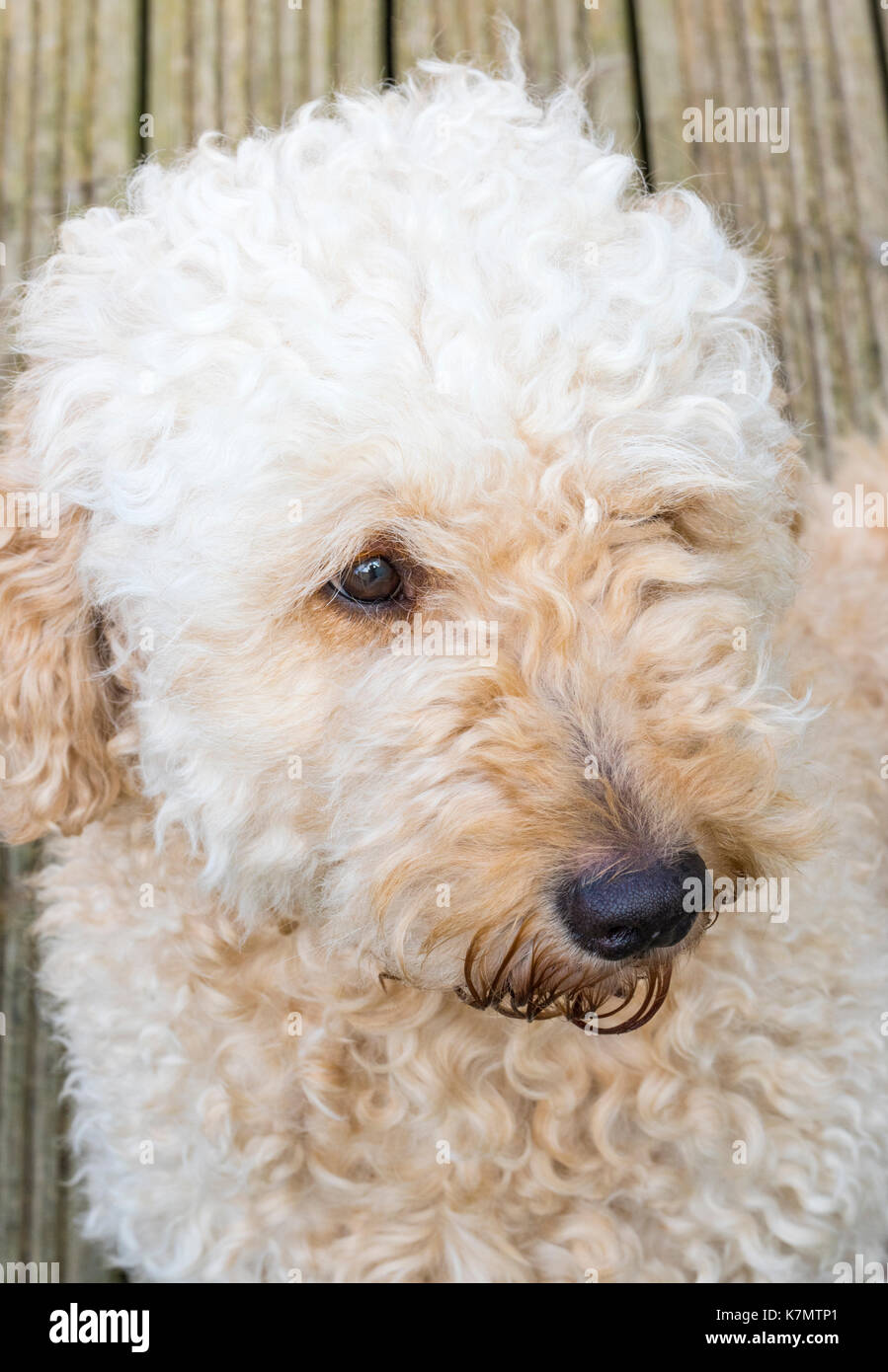 Color albaricoque, pelo rizado perro labradoodle Fotografía de stock - Alamy
