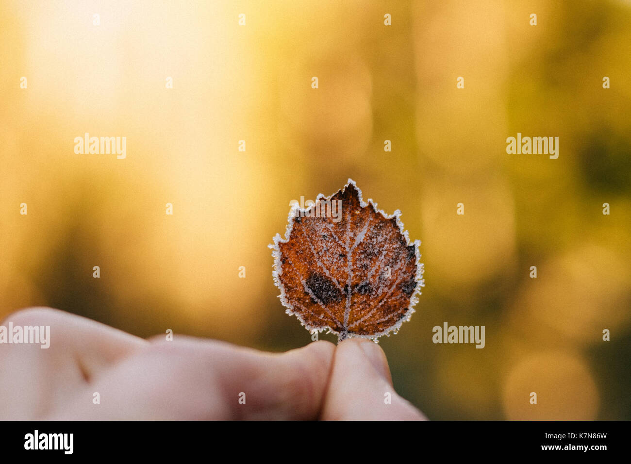 Dedos que sostienen la hoja de otoño congelada Foto de stock