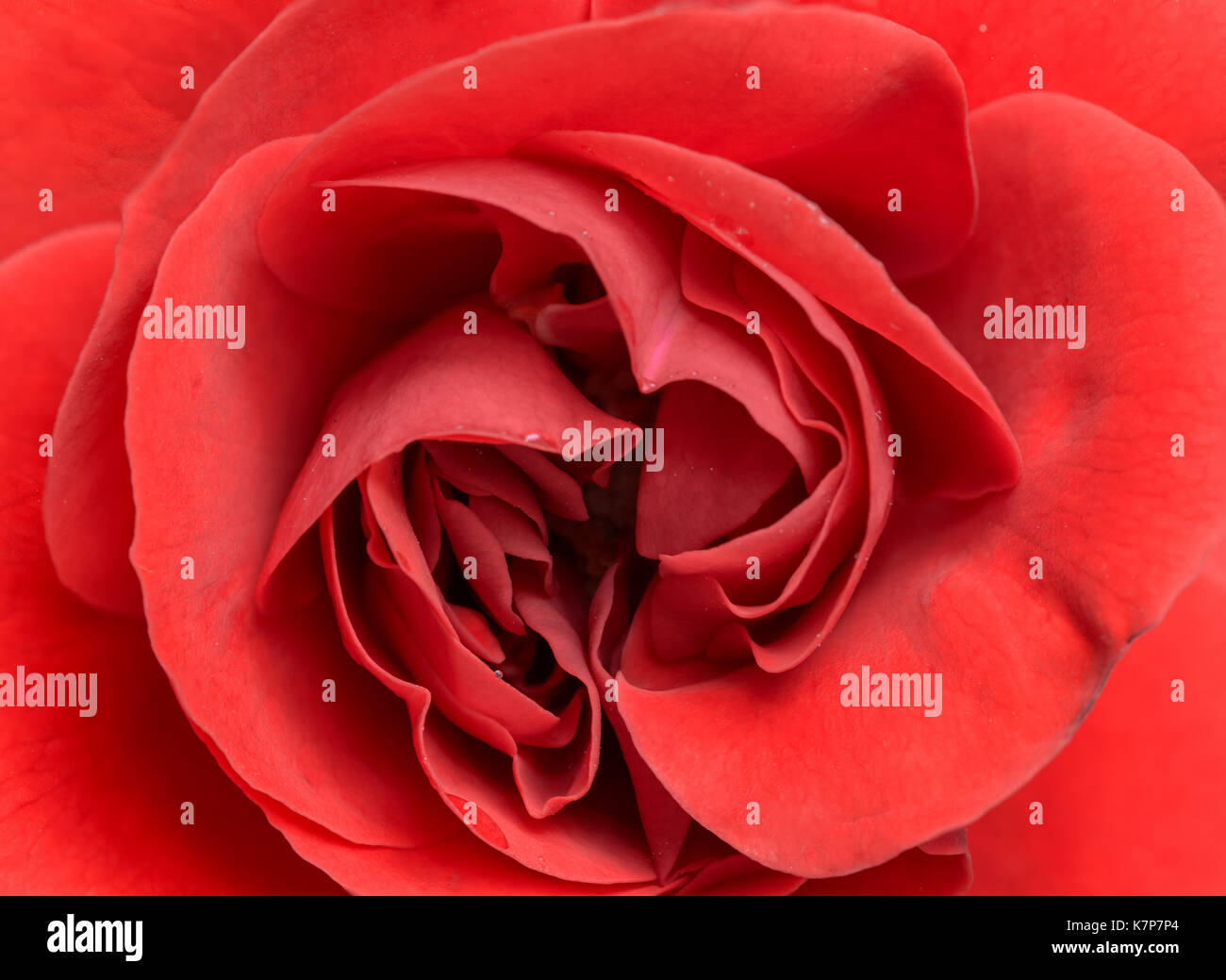 Centro de flor rosa rojo profundo acercamiento macro, foco imagen apilada, con pétalos bloosoming, rojo y negro Foto de stock