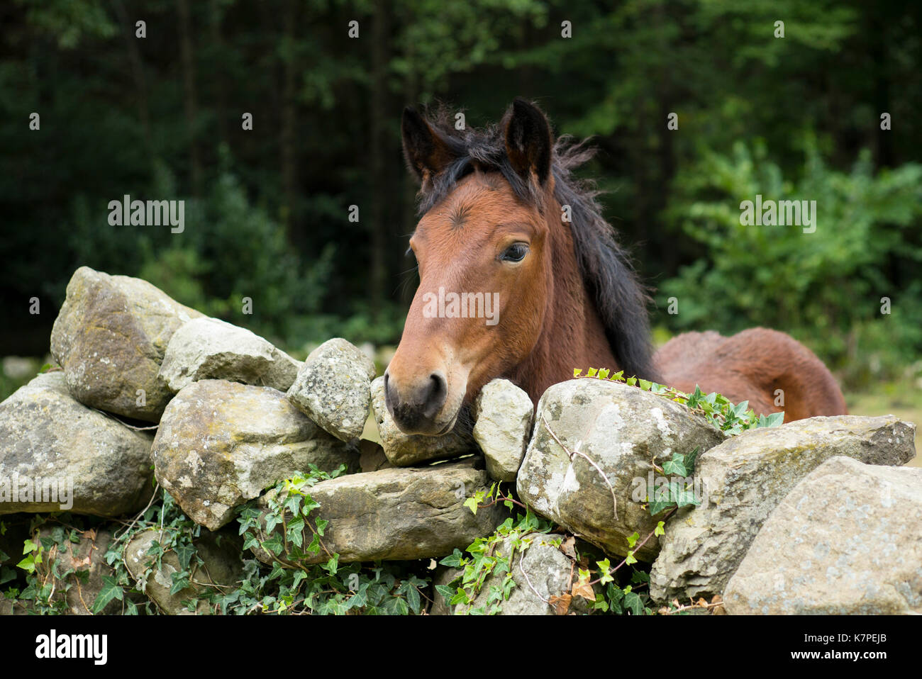 Caballo de la bahía en el campo mirando por encima del muro de piedra seca en Cantabria de España Foto de stock