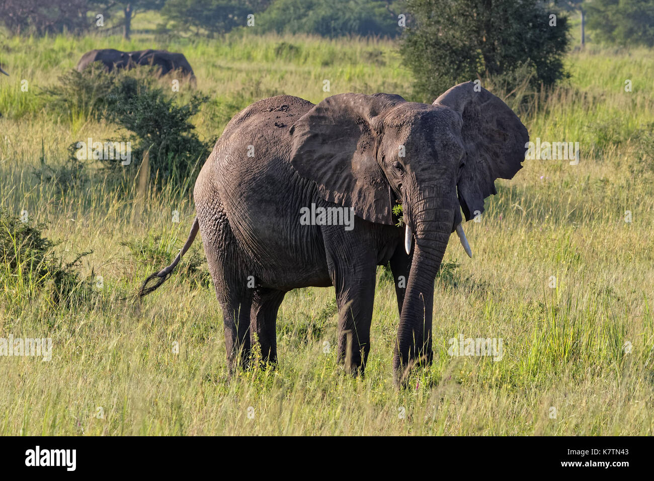 Un gran alimento de los elefantes en el Parque Nacional de Murchison Falls, Uganda, África. Foto de stock