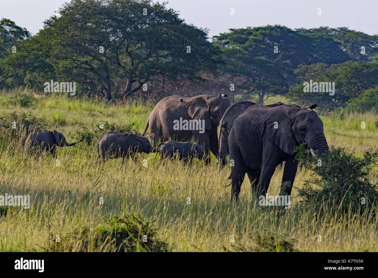 Un pequeño grupo de alimentación de los elefantes en el Parque Nacional de Murchison Falls, Uganda, África. Foto de stock