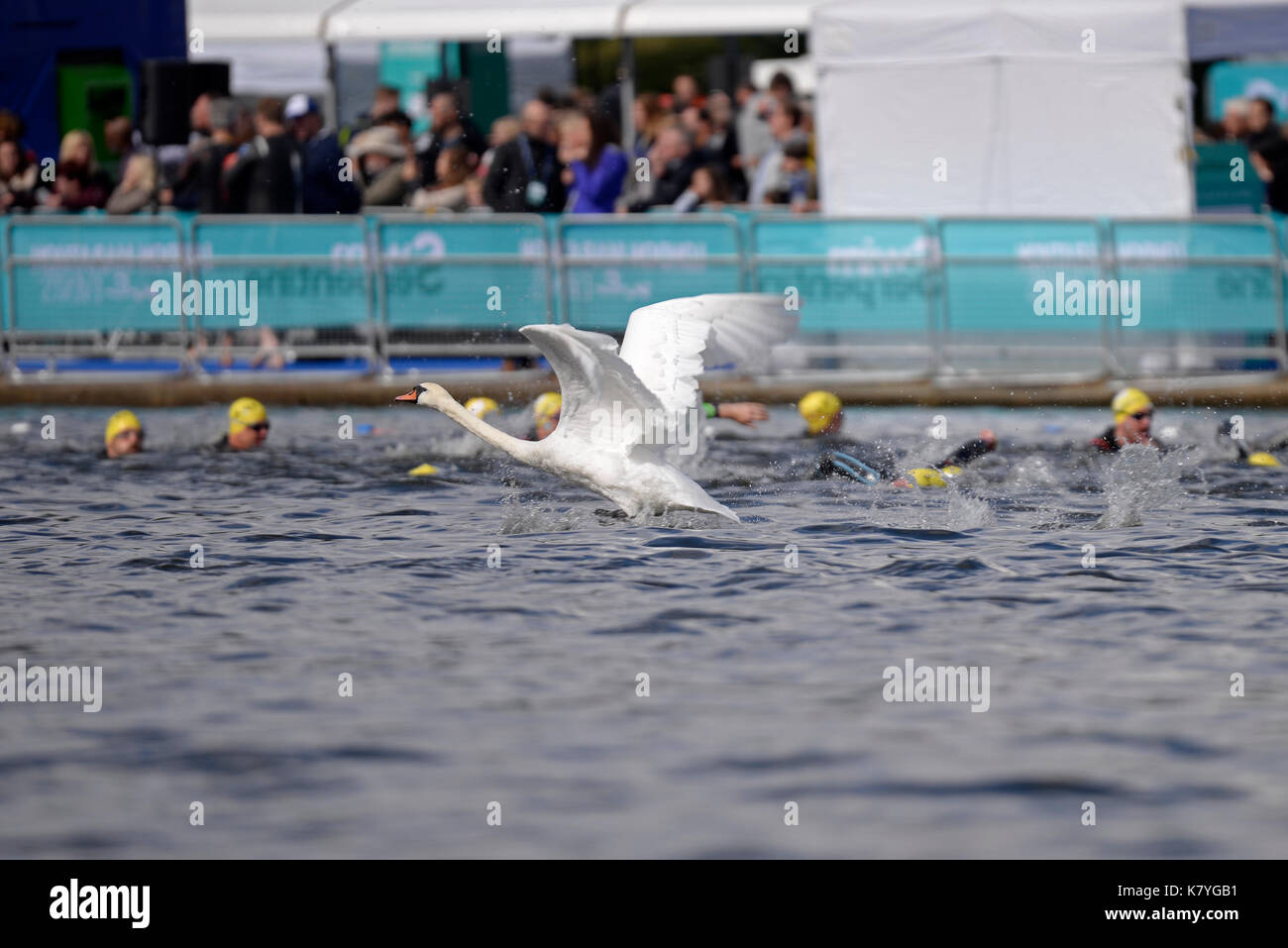 Nadar en los eventos de natación SERPENTINA serpentina, Hyde Park, Londres. Un cisne despegando últimos nadadores Foto de stock
