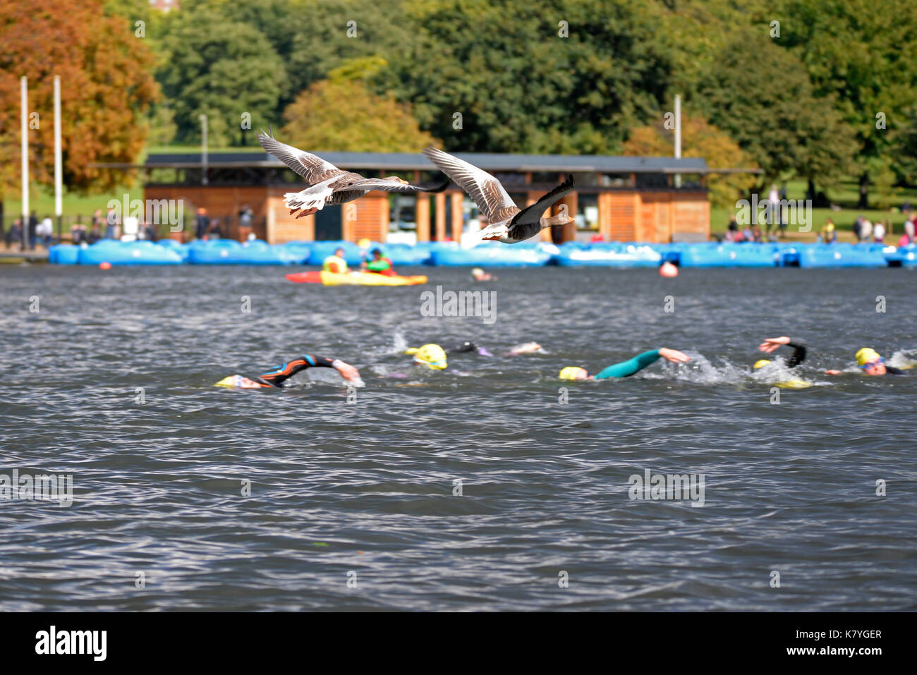 Nadar en los eventos de natación SERPENTINA serpentina, Hyde Park, Londres. Cauquenes sobrevolando Graylag nadadores Foto de stock
