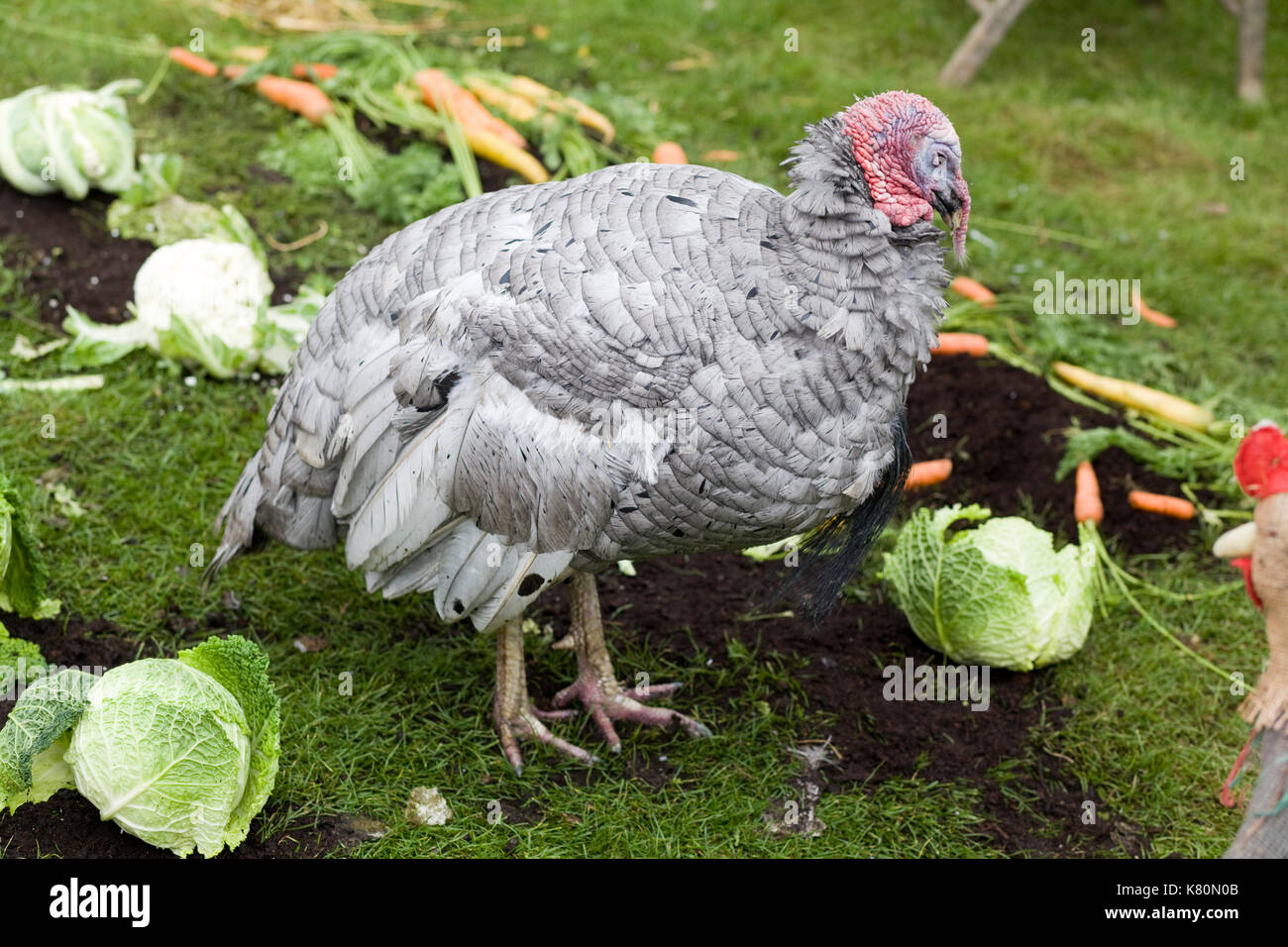 Macho joven azul pizarra a Turquía en un parche vegetal Foto de stock