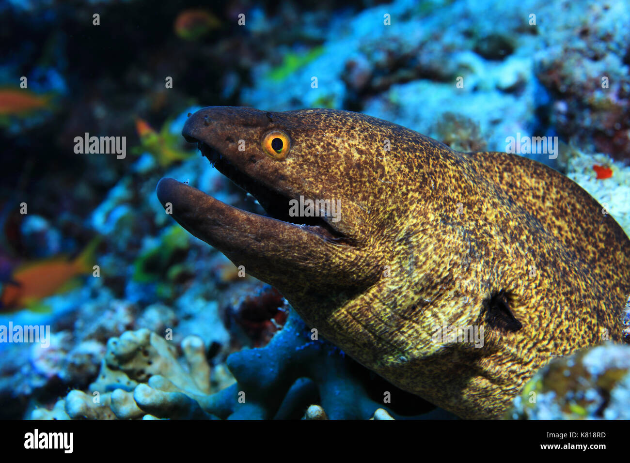 Filo-amarillo morena (gymnothorax flavimarginatus) bajo el agua, en el arrecife de coral tropical Foto de stock
