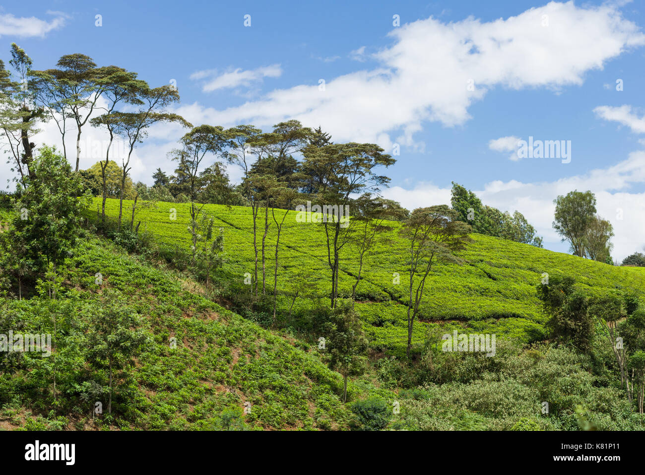 Colinas con campos de plantas de té en las plantaciones de té, Kenya Foto de stock