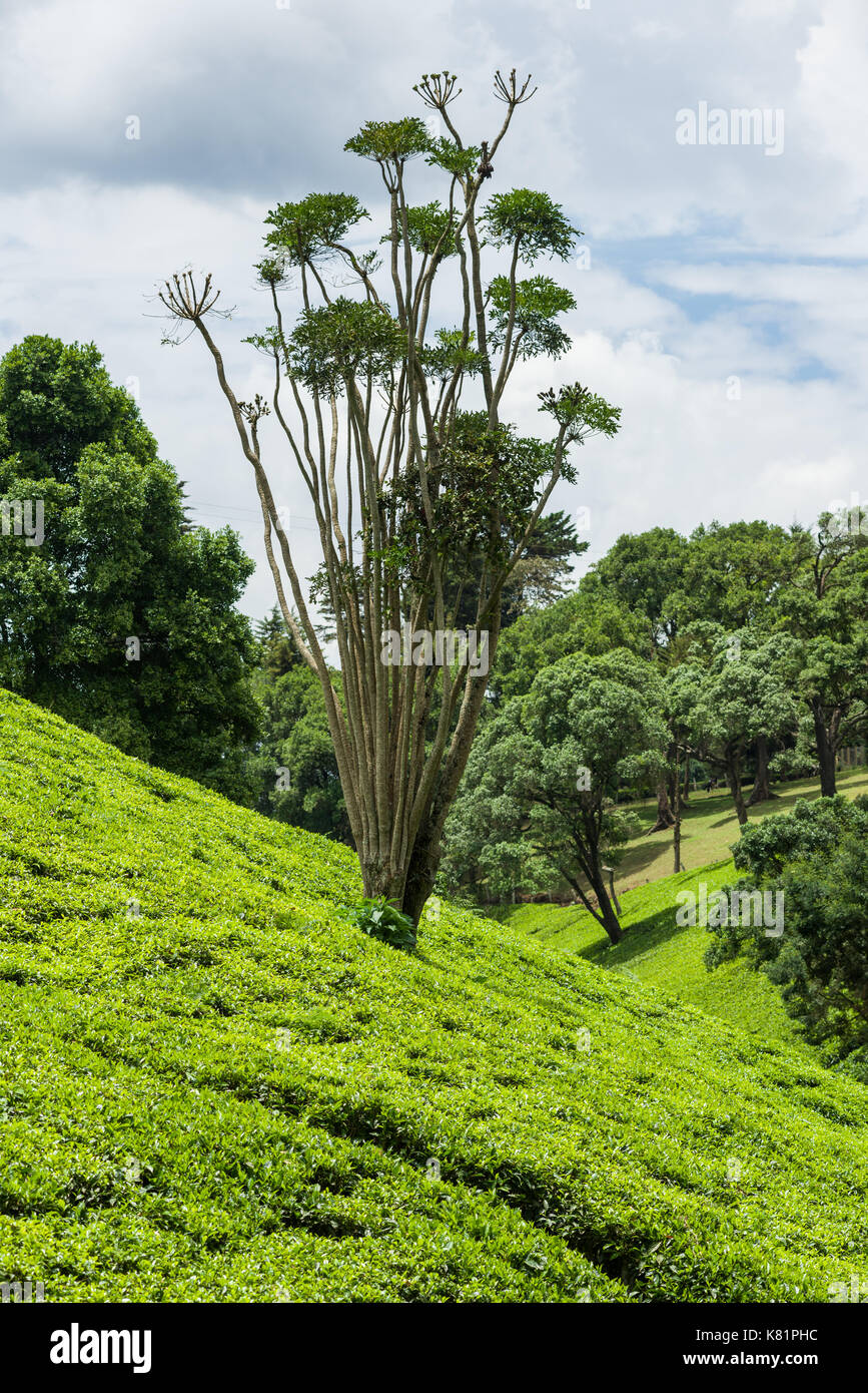 Los árboles que crecen entre plantas de té en las plantaciones de té, Kenya Foto de stock