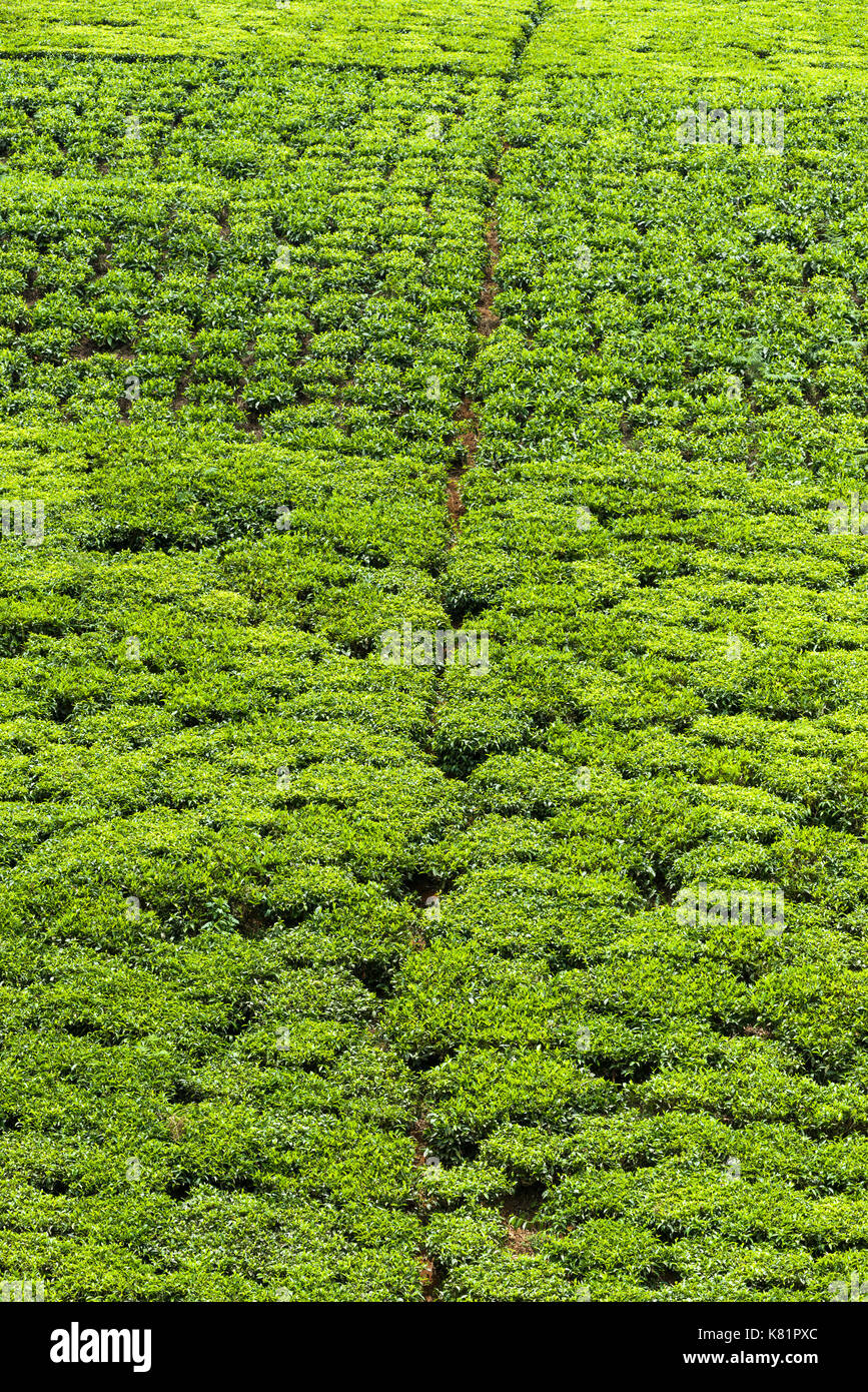 Plantas de té crece sobre una colina en el campo de las plantaciones de té, Kenya Foto de stock