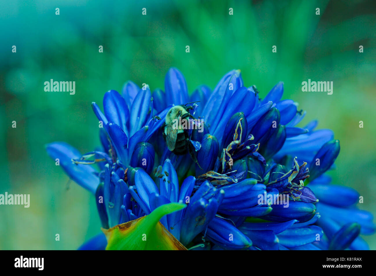 Abeja en una flor azul Foto de stock
