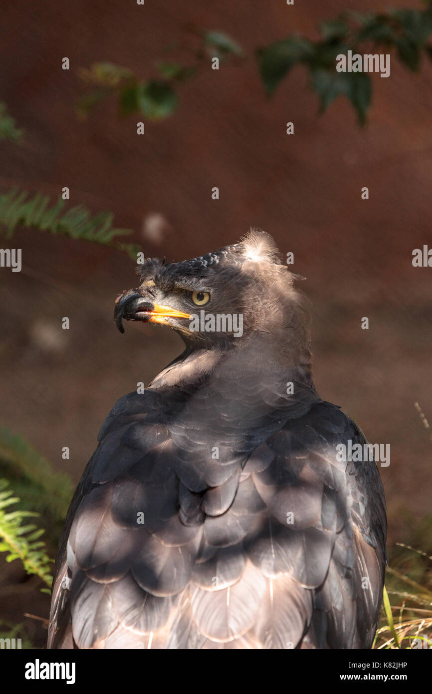 African crowned eagle fotografías e imágenes de alta resolución Alamy