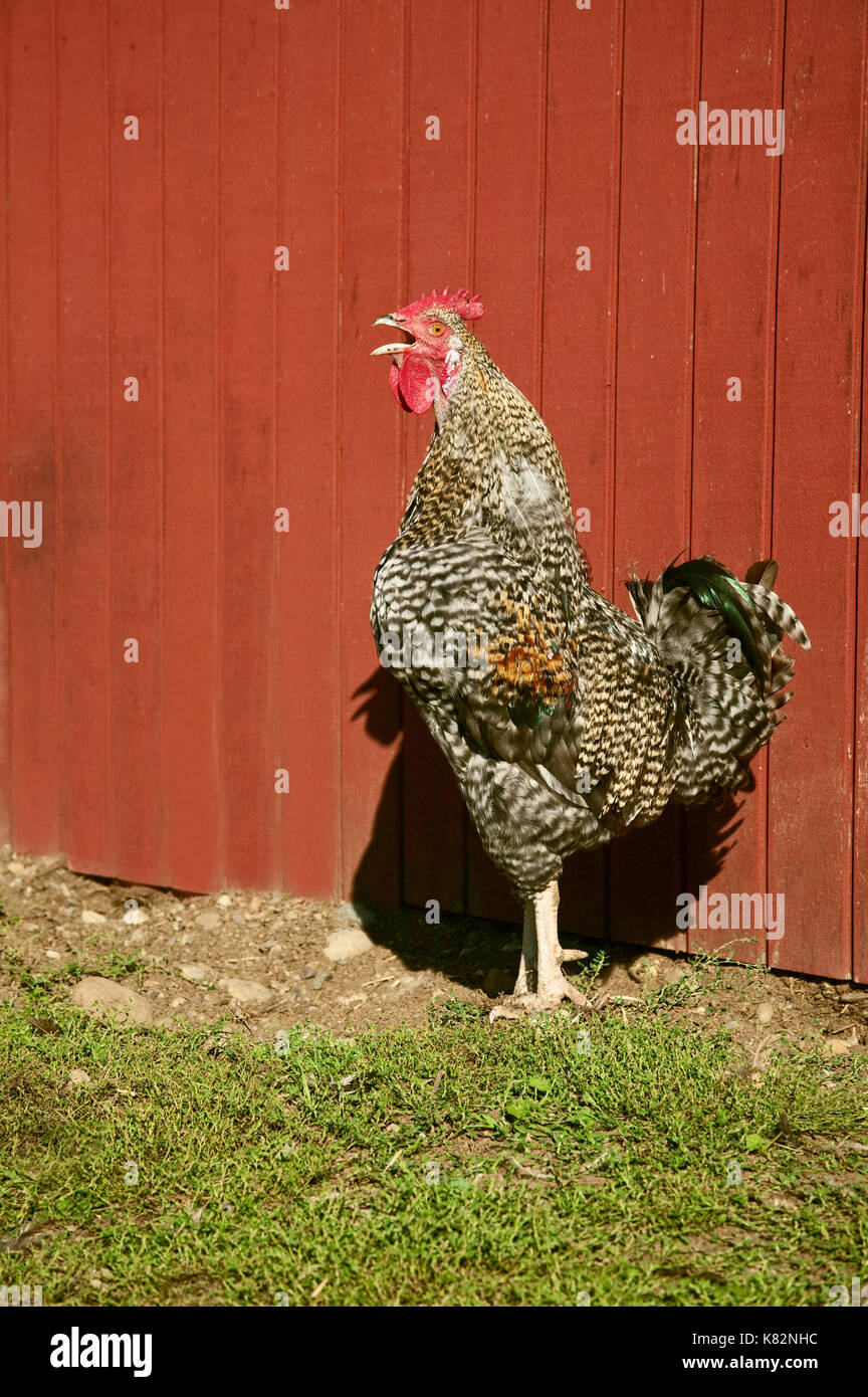 Negro híbrido Leghorn y Rhode Island Red Rooster en Ames Creek Farm en clavel, Washington, EE.UU. Foto de stock