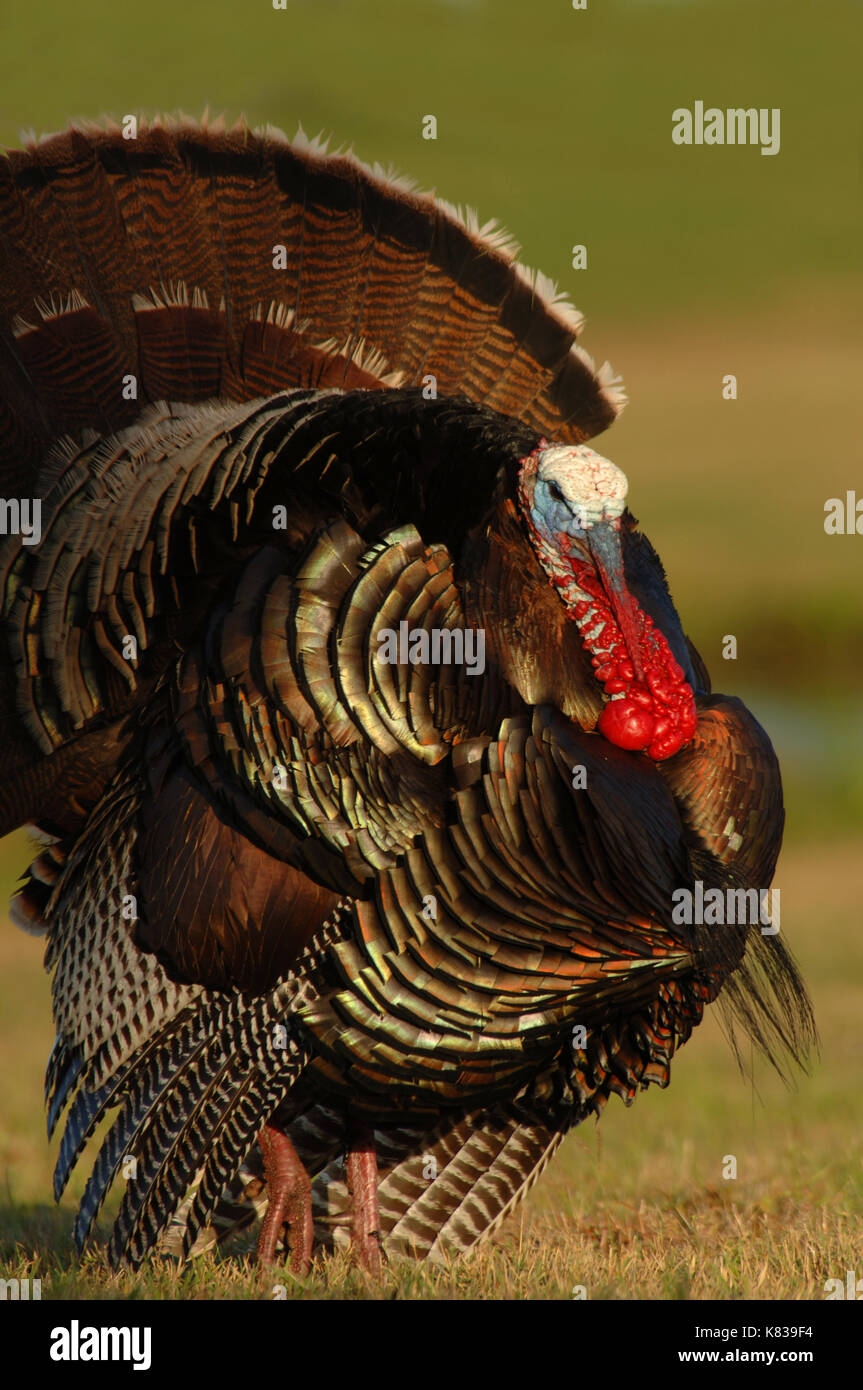 Una Turquía gobbler pavoneándose de las gallinas durante la primavera la  temporada de apareamiento en Texas Fotografía de stock - Alamy