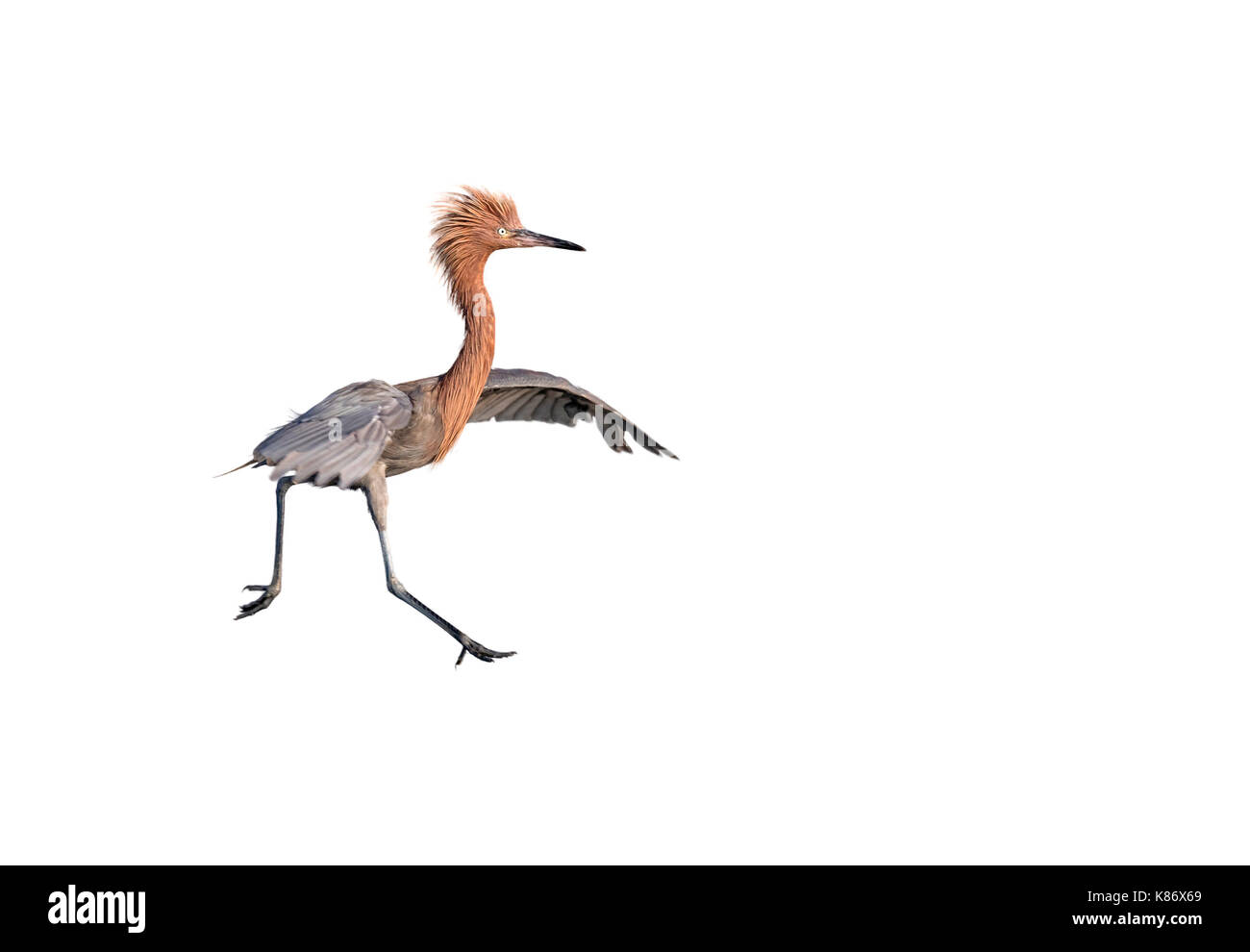 Garza roja (Egretta rufescens) mostrando plumaje nupcial, aislado sobre fondo blanco. Foto de stock