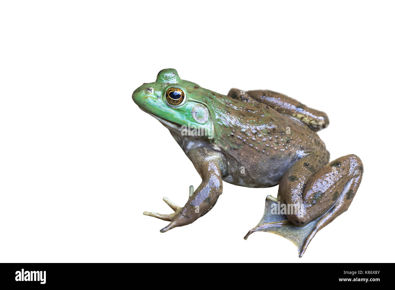 Rana toro (Lithobates catesbeianus americana), aislado sobre fondo blanco. Foto de stock