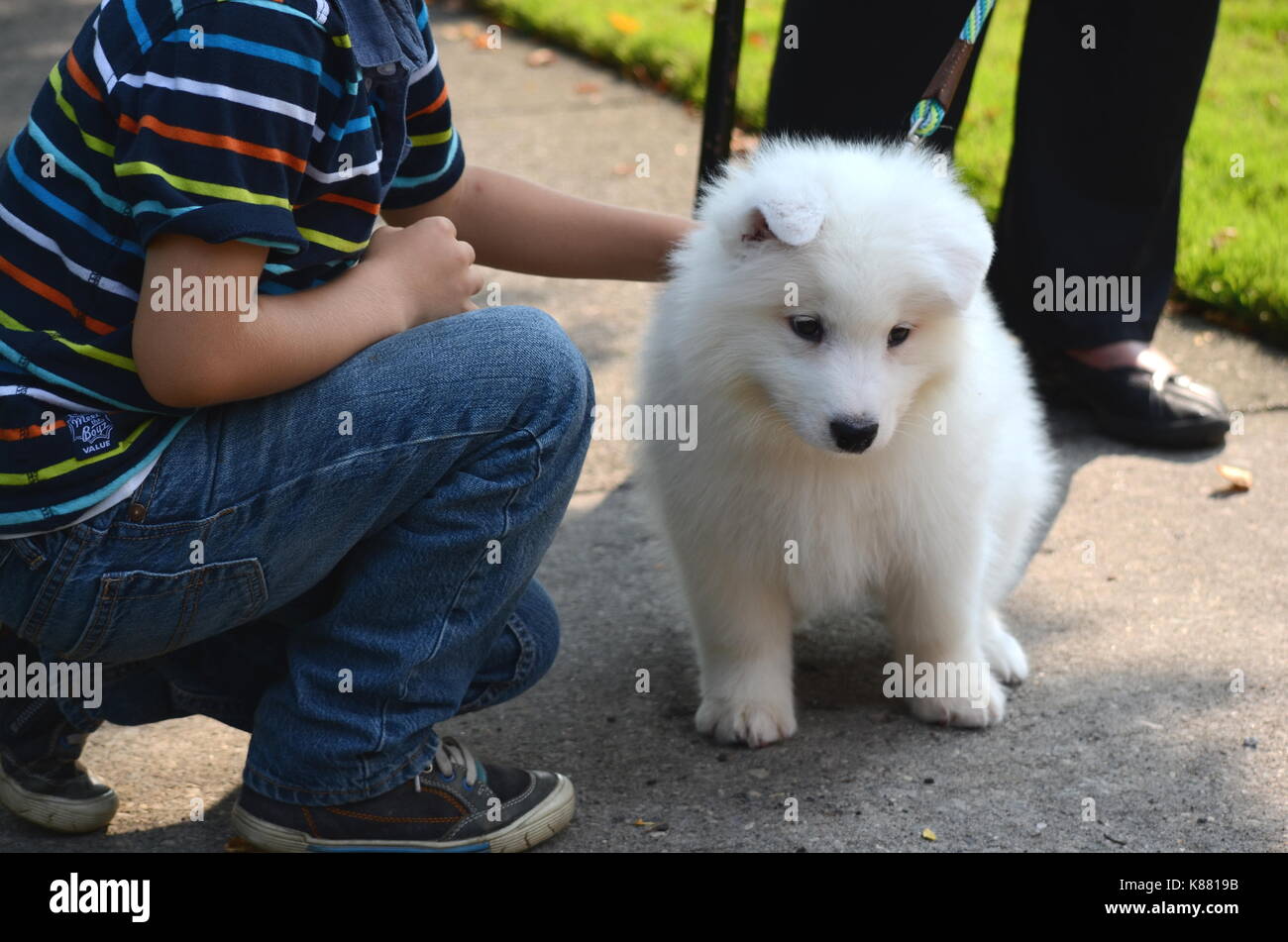 Spitz Japones Fotos E Imagenes De Stock Alamy