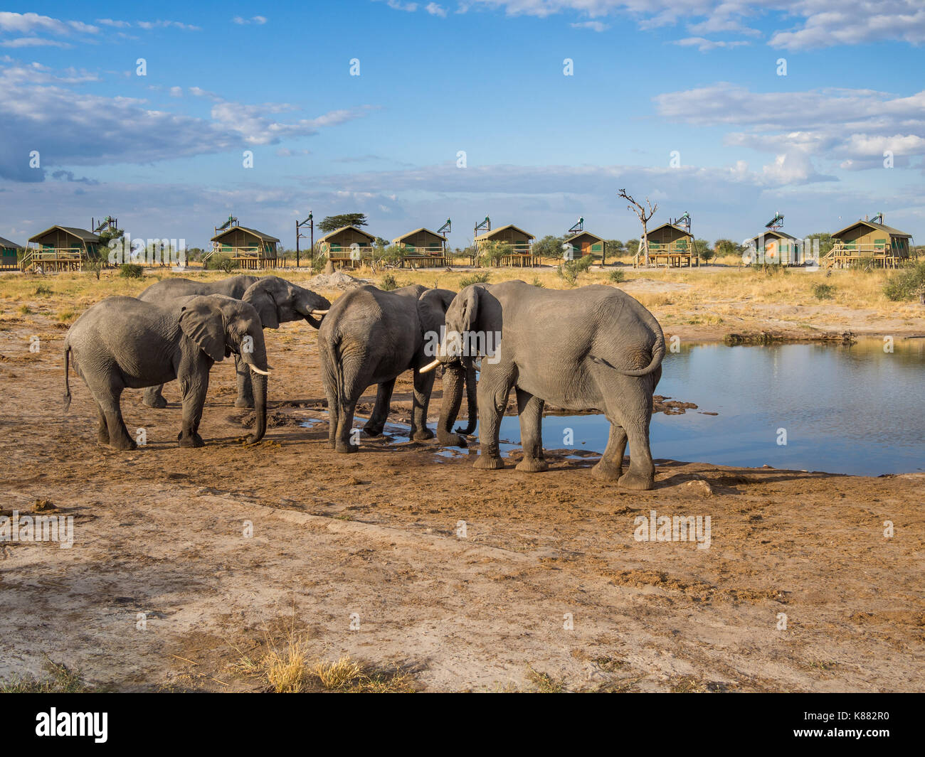 Grupo de elefantes africanos en el agua potable el agujero con tiendas de safari lodge, en el fondo, Botswana, África. Foto de stock