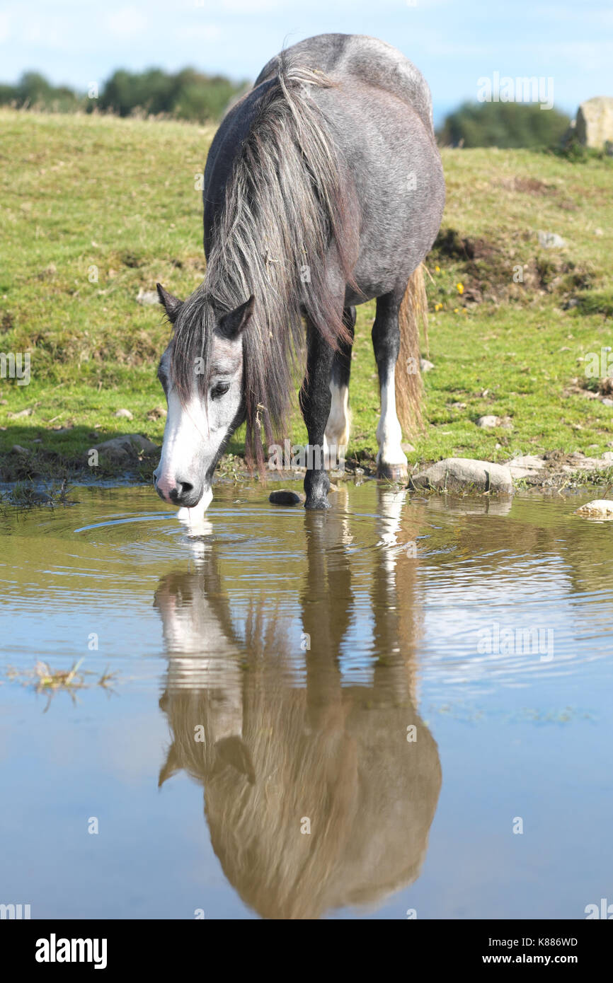 Hergest ridge wild pony bebe de una piscina en lo alto de hergest Ridge, que se extiende a lo largo de la frontera de Gales de Inglaterra Foto de stock