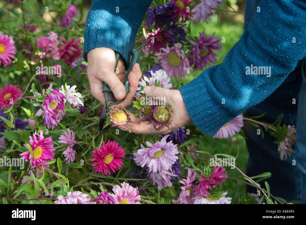 Callistephus chinensis. Extracción del jardinero muertos jefes de Aster solo andrella gigante de flores variadas para recolectar semillas para el próximo año. UK Foto de stock