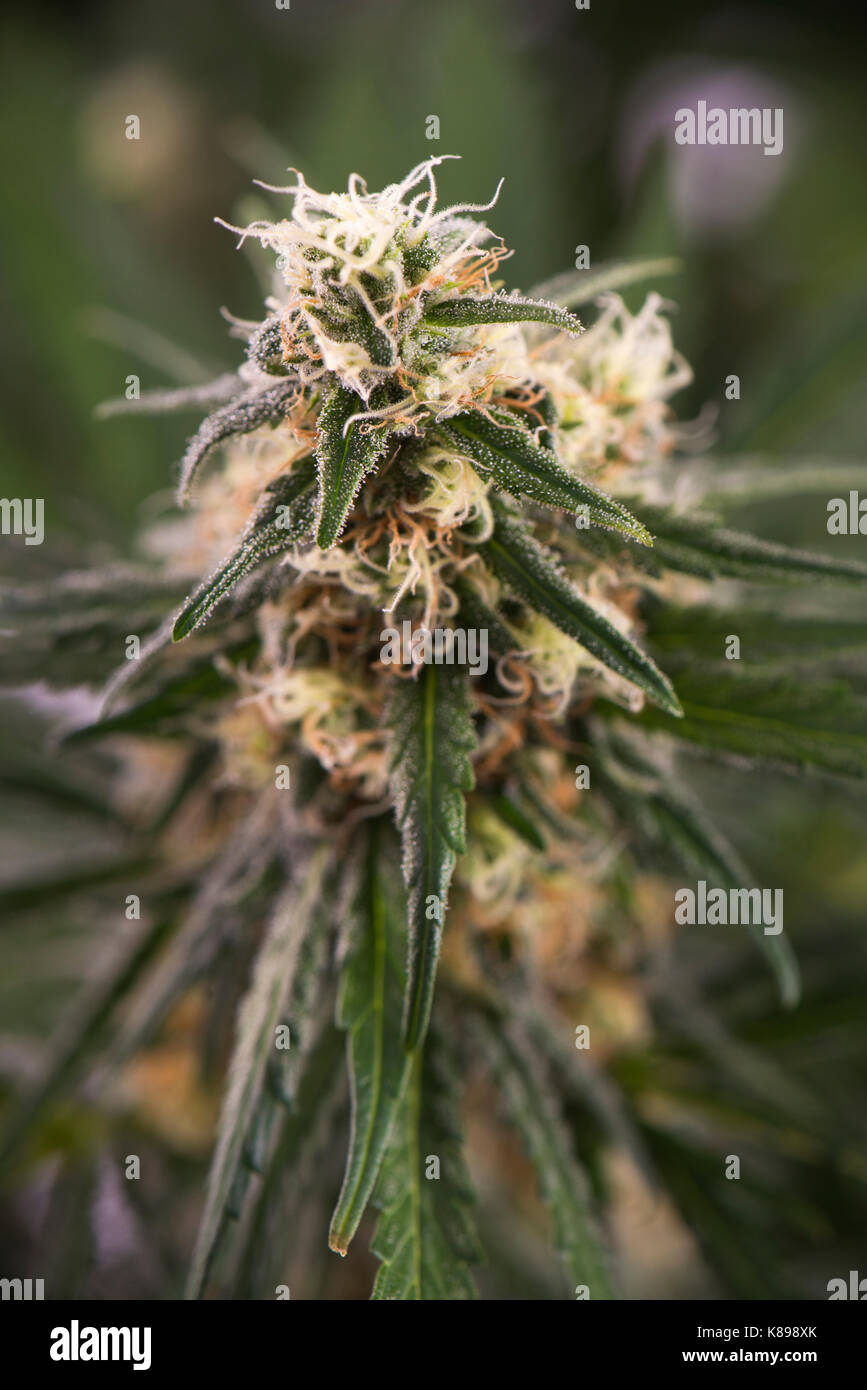 Detalle macro de la flor del cannabis (marihuana) cepa ruassian muñeca con  vello visible y deja en la etapa de floración tardía - Concepto de marihuana  medicinal Fotografía de stock - Alamy