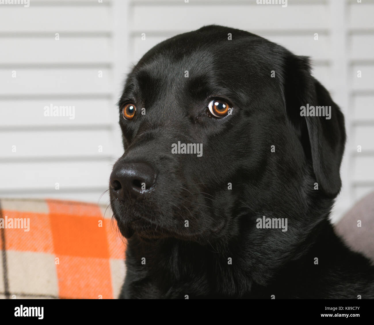 Labrador negro vertical - domesticados mascota perro labrador retriever negro Foto de stock