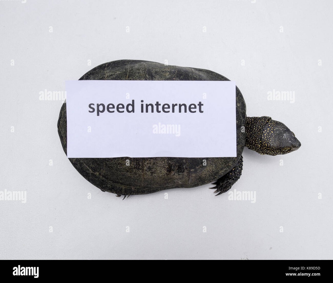 La velocidad de internet. Un mal símbolo de internet. La baja velocidad de  descarga. Internet lento. ordinaria tortuga fluvial de latitudes templadas.  La tortuga es una antigua r Fotografía de stock -