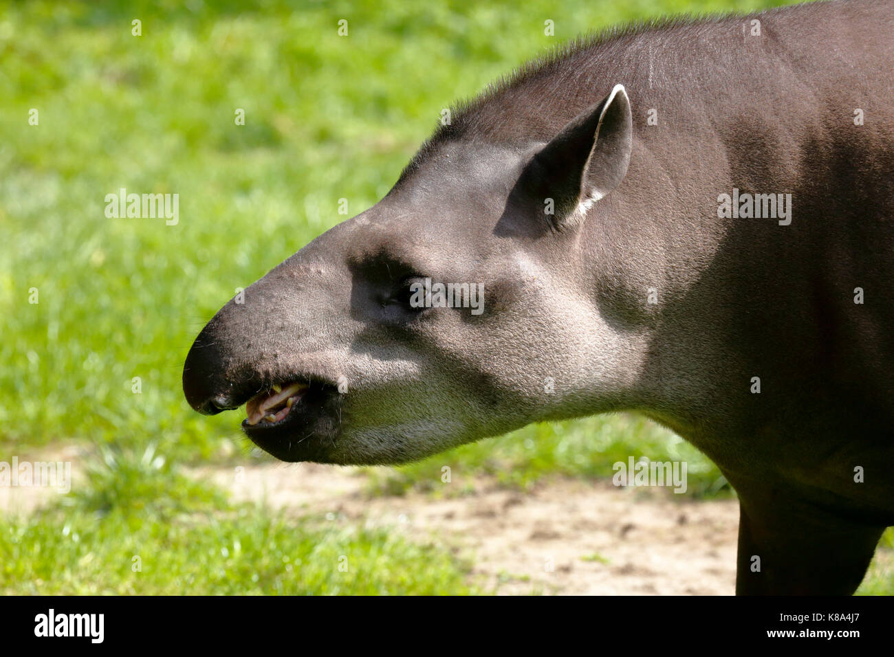 D-Dortmund, área de Ruhr, Westfalia, Renania del Norte-Westfalia, NRW, D-Dortmund-Bruenninghausen, jardín zoológico de Dortmund, lowland tapir Tapirus terrestris Foto de stock