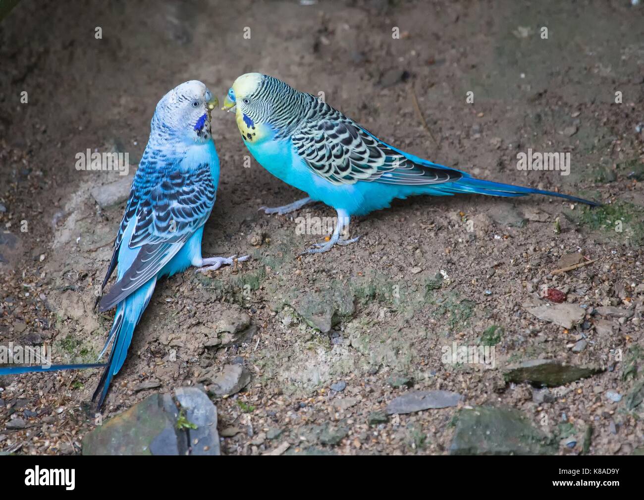 Periquitos azules fotografías e imágenes de alta resolución - Alamy