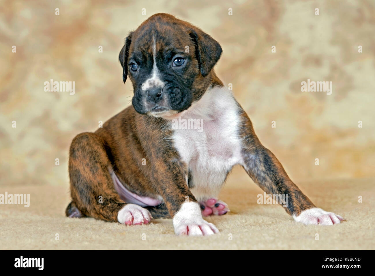 Atigrado Boxer Cachorro Sentado Sobre Una Alfombra En Casa Retrato Fotografia De Stock Alamy