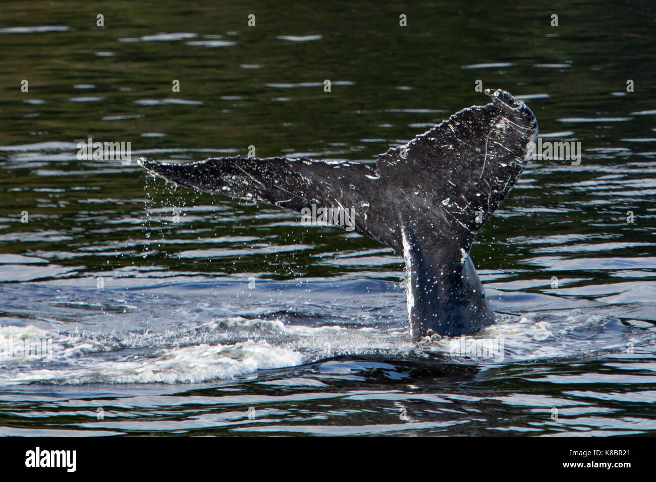 Una ballena jorobada levanta su cola o fluke antes de bucear profundo para unirse en una cooperativa para alimentar la red de burbujas en el sureste de Alaska Foto de stock
