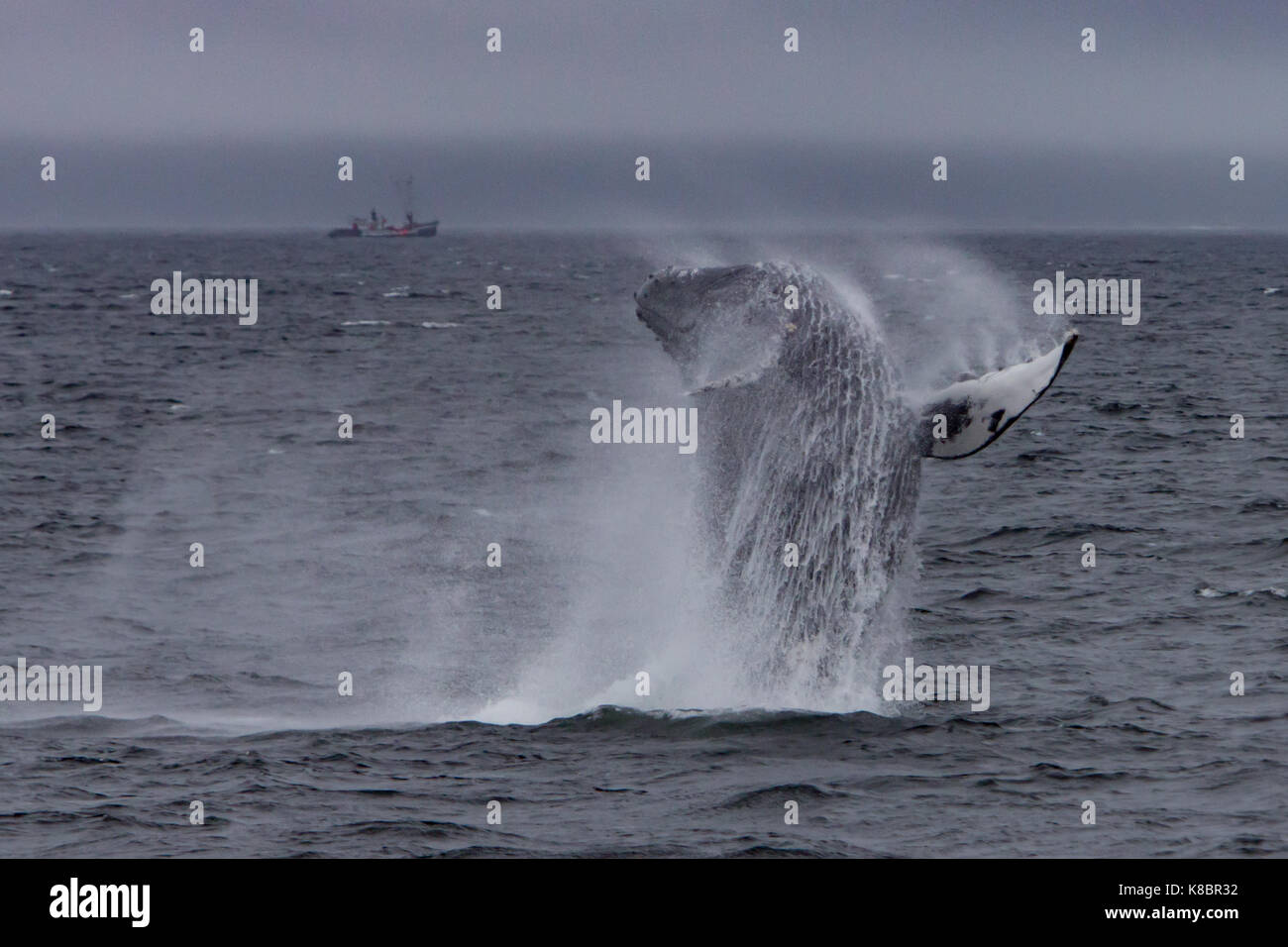 Una ballena Humpback en el sureste de Alaska Foto de stock