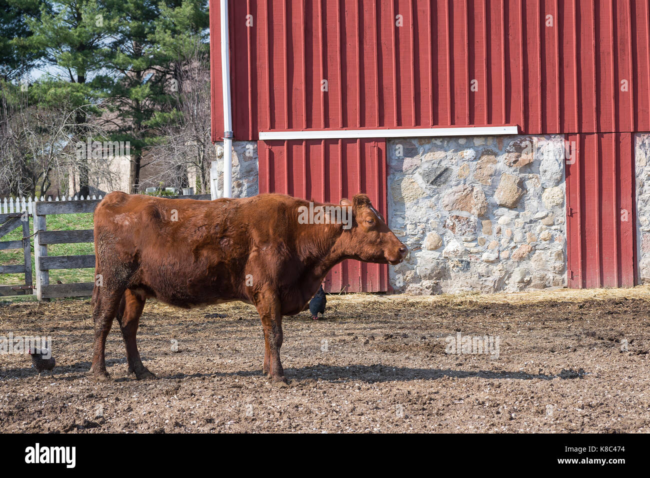 Brown cow y dos pollos en una granja Foto de stock