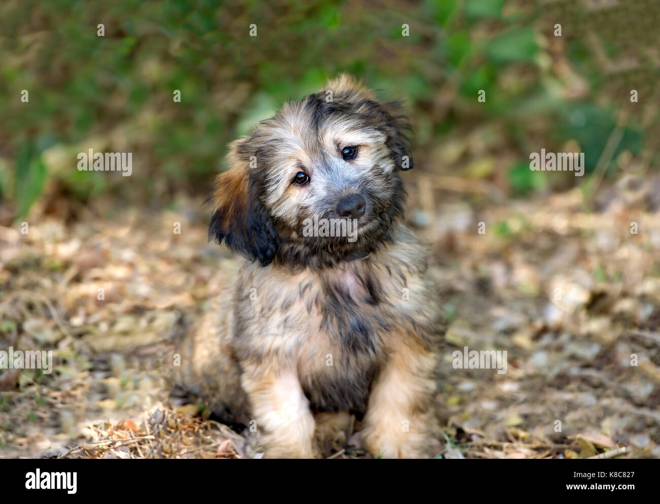 Es un perro curioso cute adorable cachorro mullidas perro curioso dando los lindos ojos de cachorro. Foto de stock