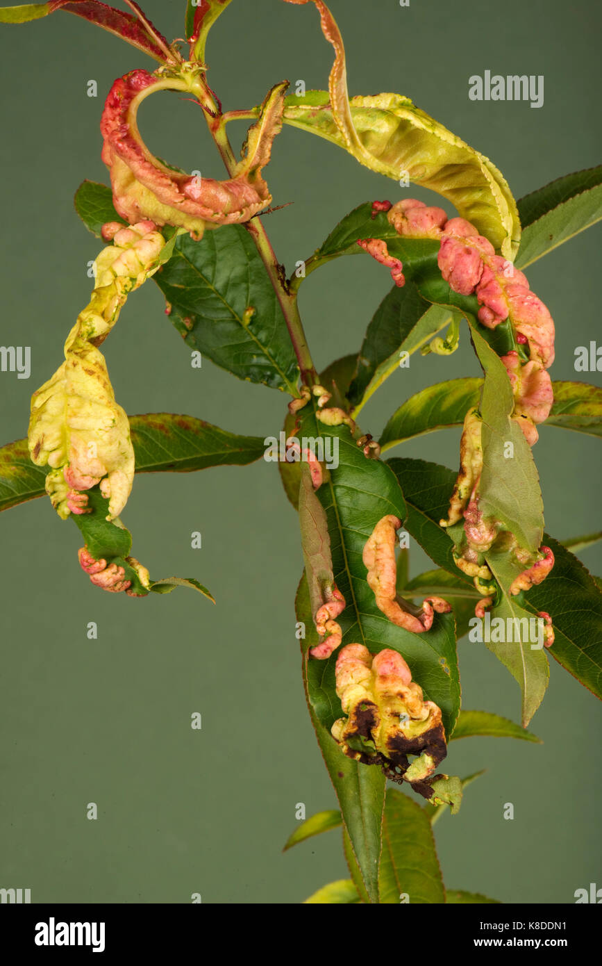 Peach leaf curl, taprina deformante, enfermedad micótica distorsión de hojas sobre un joven durazno, Berkshire, septiembre Foto de stock