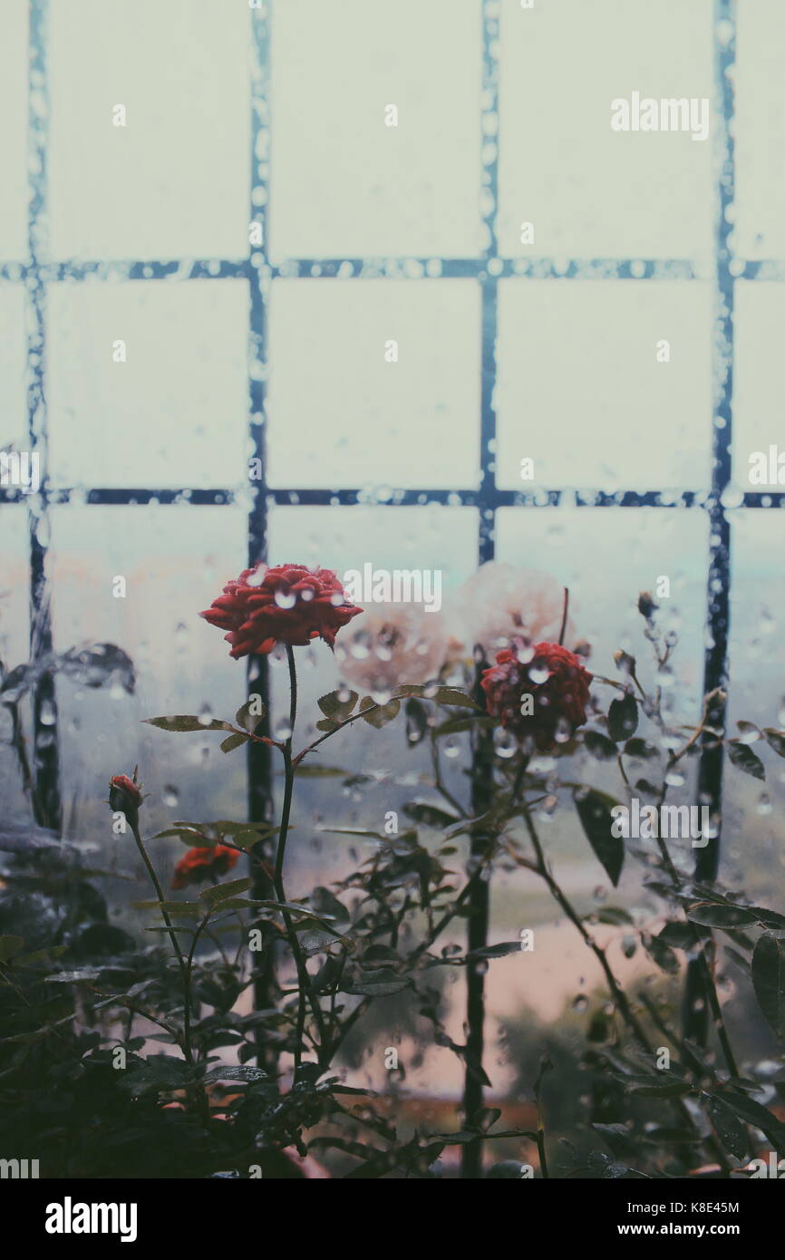 Roses en una tarde lluviosa Fotografía de stock - Alamy