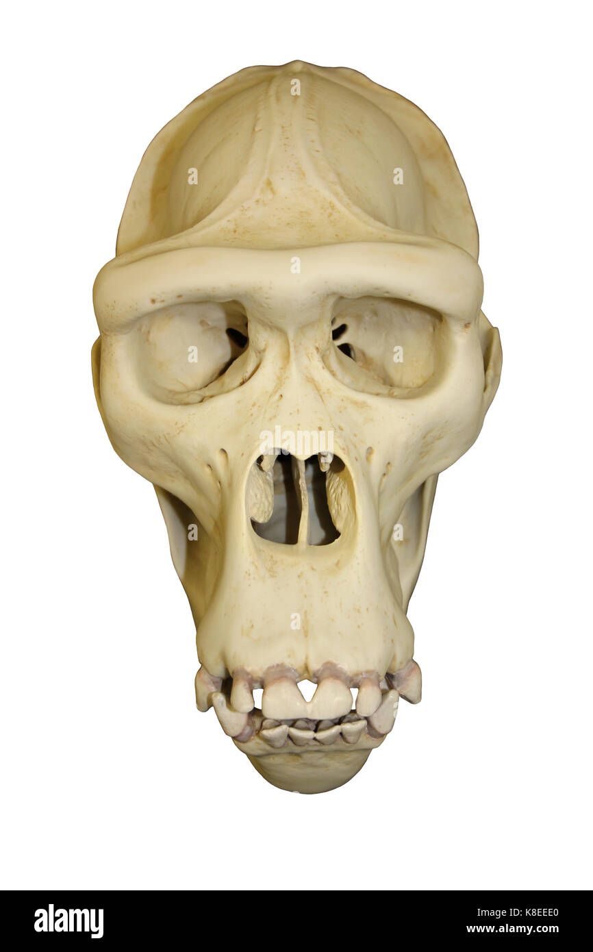 Cráneo del gorila hembra Foto de stock