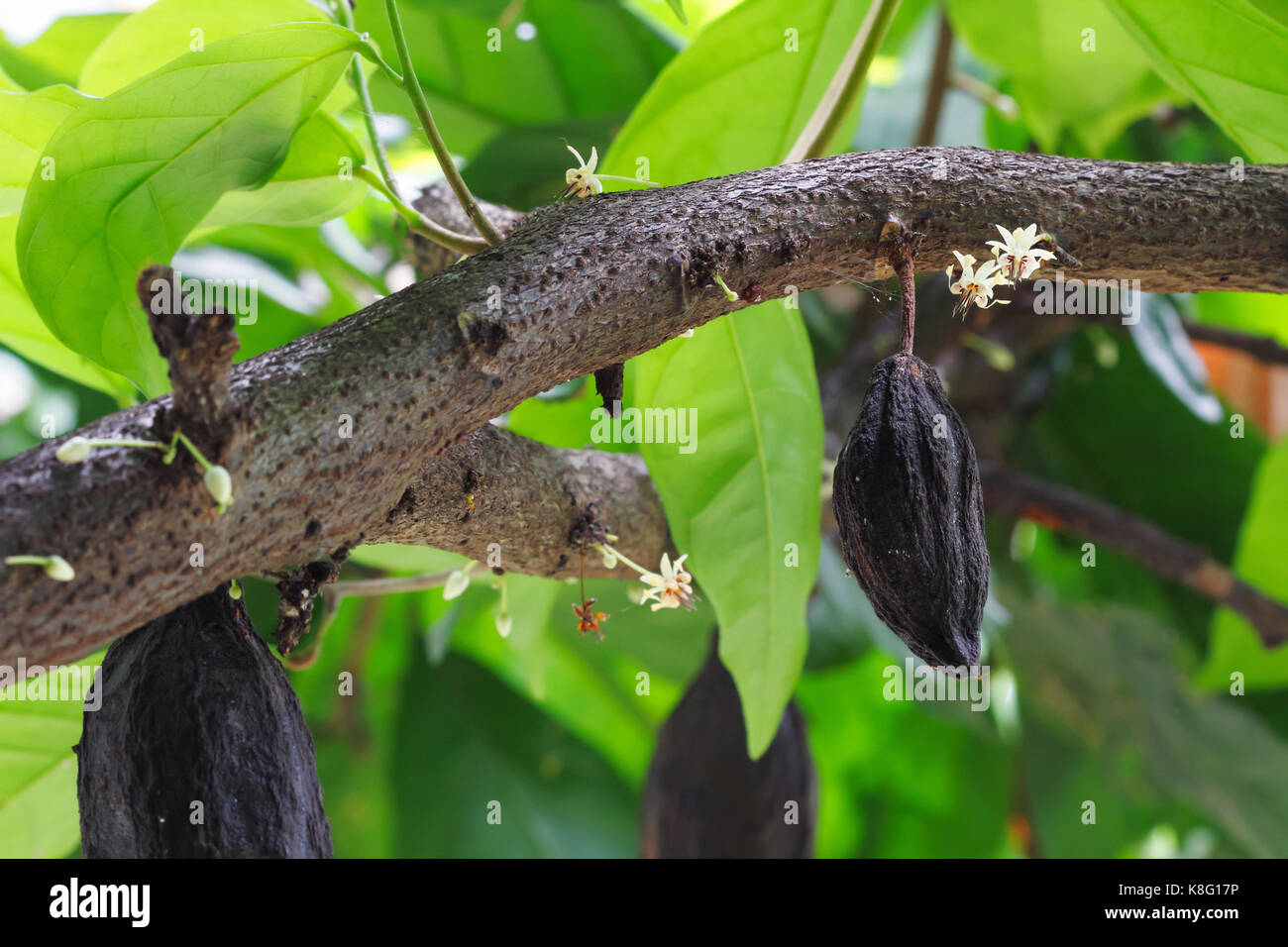 Árbol de cacao con flores y frutas. El cacao (cacao) granos utilizados para hacer un polvo de cacao y chocolate. Foto de stock