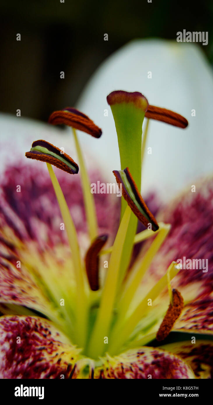 Tulip, modo retrato adecuado para las pantallas de los smartphones, cerca del estambre, macro aislados de estambre un tulipán, el enfoque selectivo Foto de stock