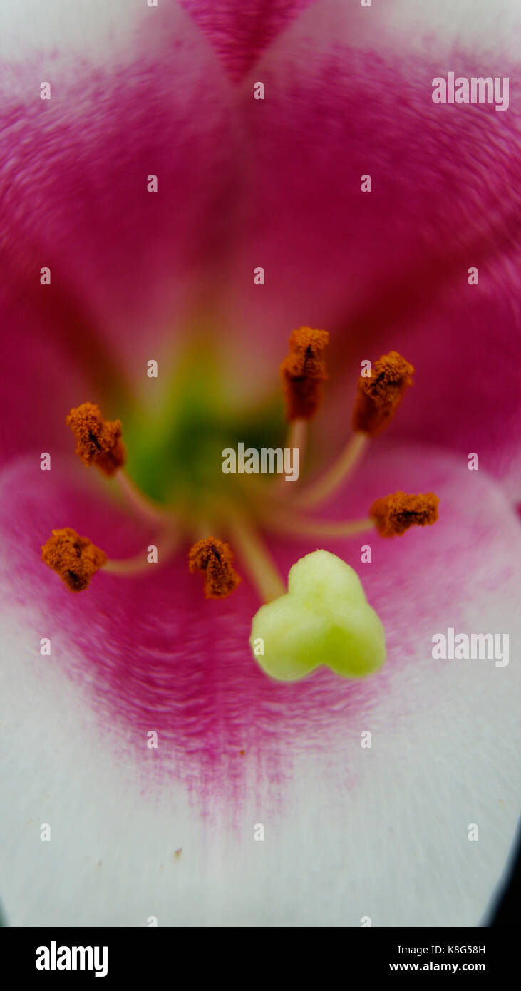 Tulip, rosa y blanco, con detalles aislados de los estambres y polen, macro. En modo retrato adecuado para las pantallas de smartphone Foto de stock