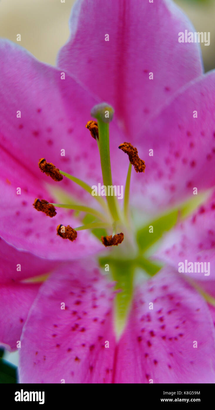 Tulip, rosa con detalles aislados de los estambres y polen, macro. En modo retrato adecuado para las pantallas de smartphone Foto de stock