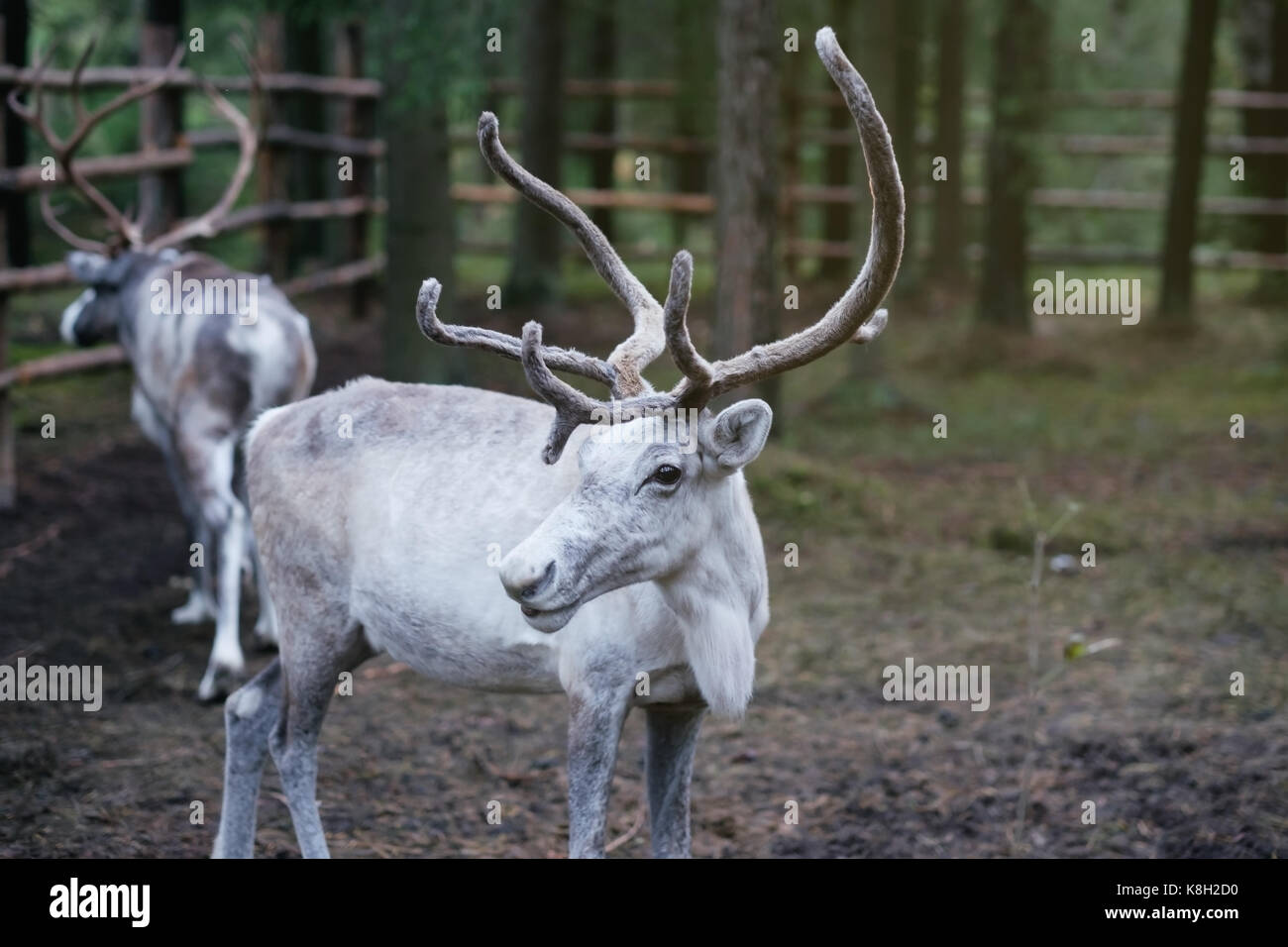 Tarandus reno hembra blanca con grandes cuernos en la granja ecológica