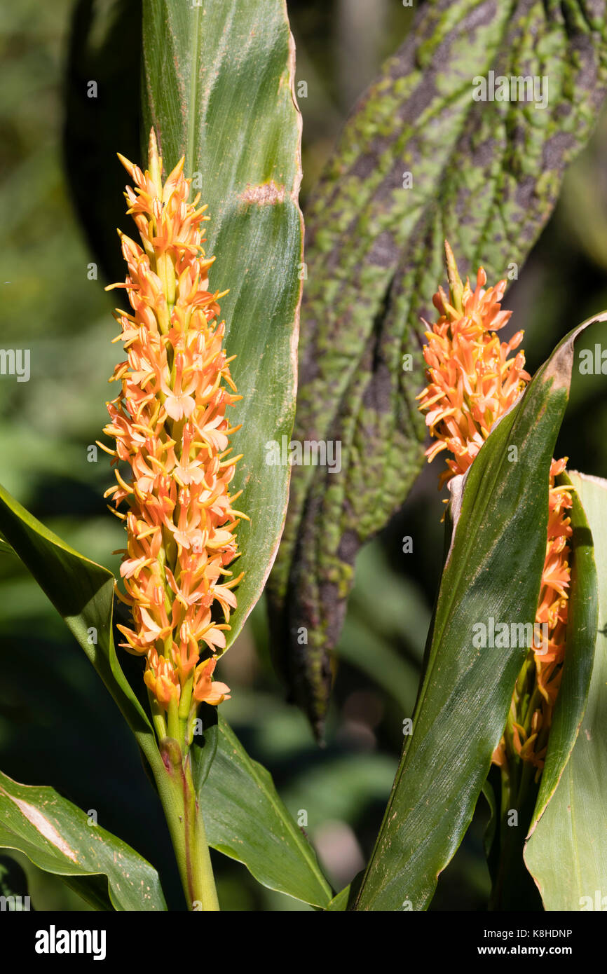 Densamente agrupadas flores naranjas en el pico de la hardy exótico jengibre, Hedychium densiflorum 'naranja' de Assam Fotografía de stock - Alamy Densamente agrupadas flores naranjas en el pico de la hardy exótico jengibre, Hedychium densiflorum 'naranja' de Assam Fotografía de stock - Alamy