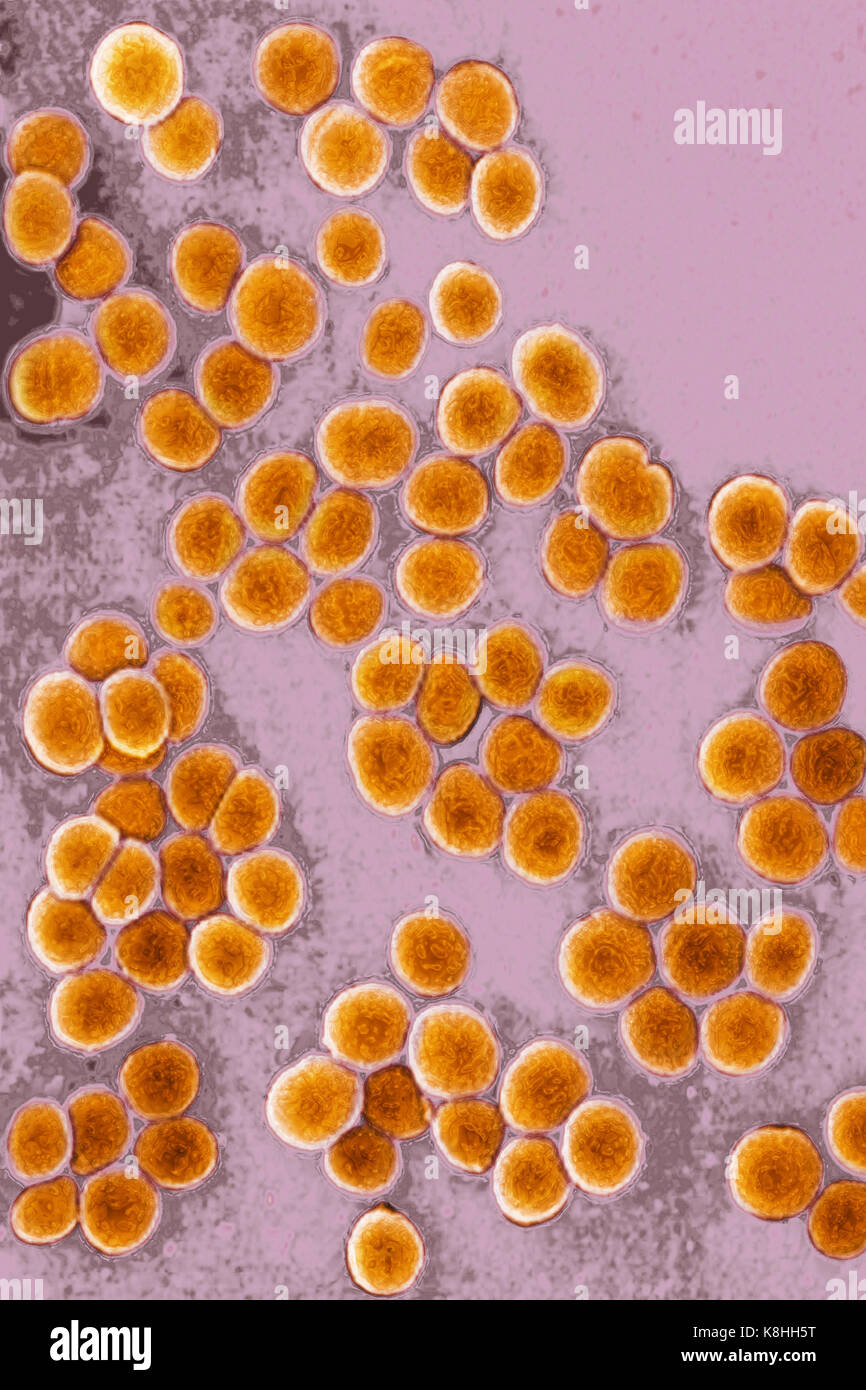 Staphylococcus aureus Foto de stock