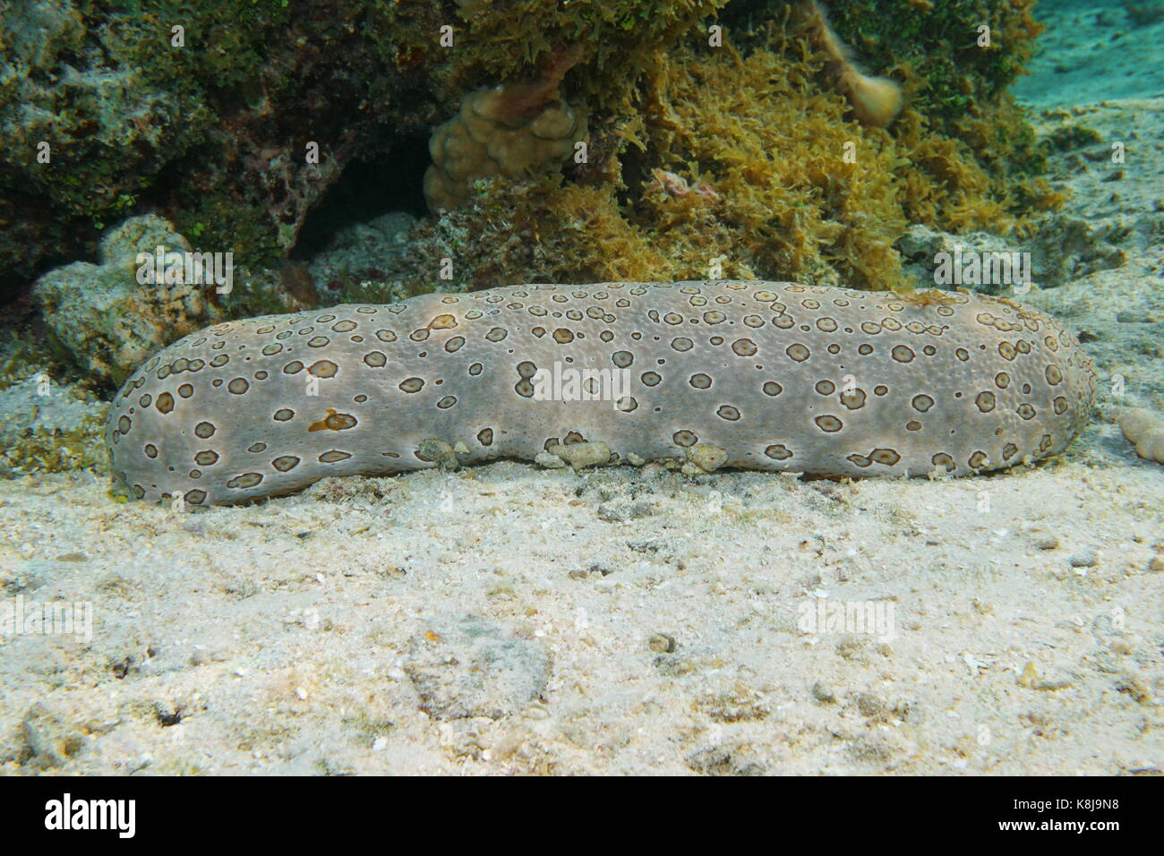 La vida submarina de un leopardo de pepino de mar, bohadschia argus, en la laguna de Bora Bora, el océano Pacífico, en la polinesia francesa Foto de stock