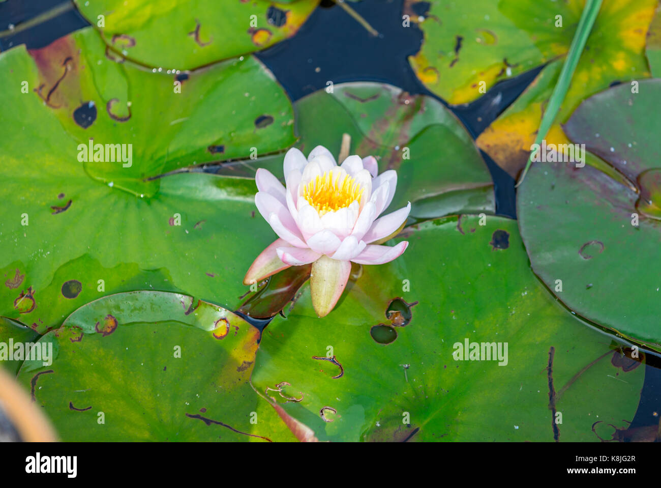 Agua con flor de Lilly, imagen detallada, Southampton, NY Foto de stock