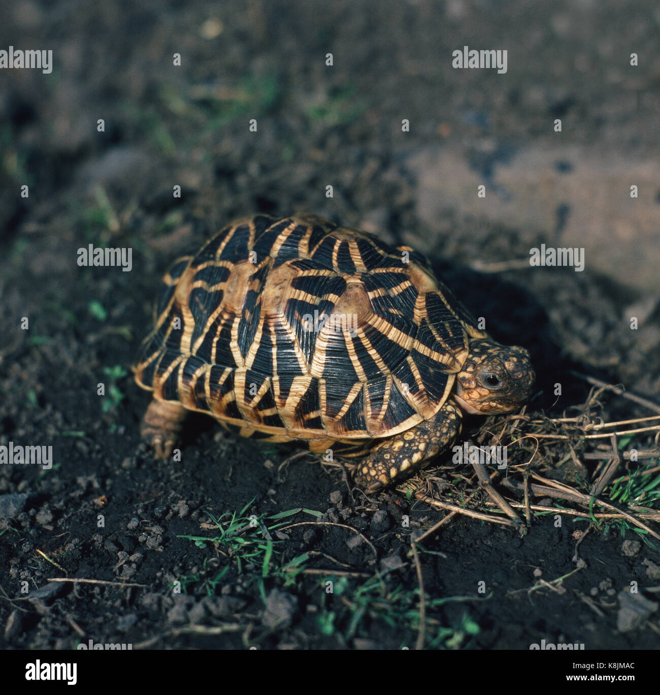 Indian Star tortoise Geochelone elegans. Foto de stock
