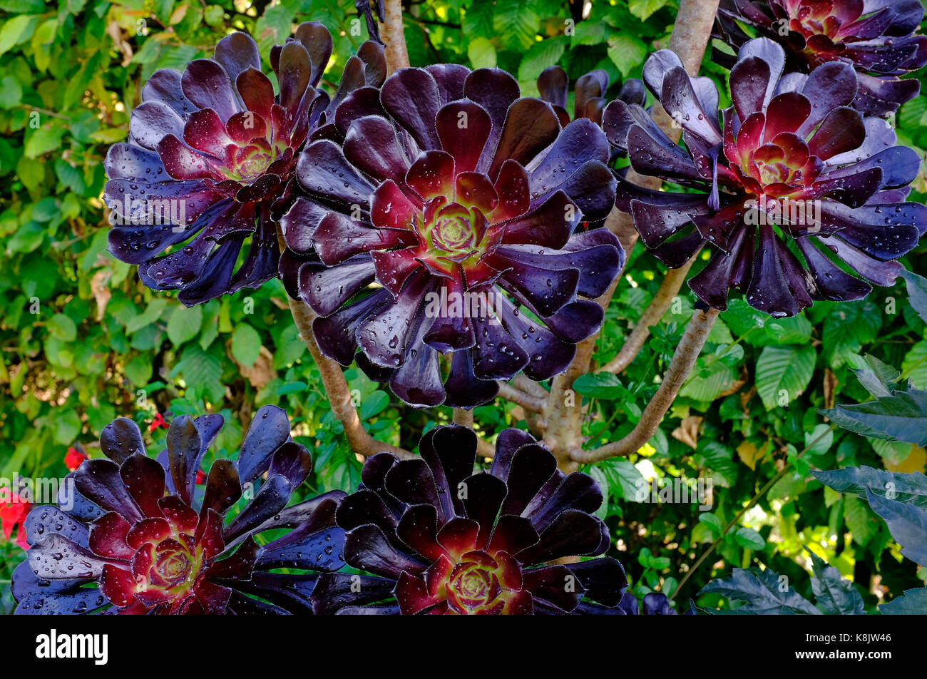 Aeonium arboreum tipo árbol suculento en la planta jardín inglés Foto de stock